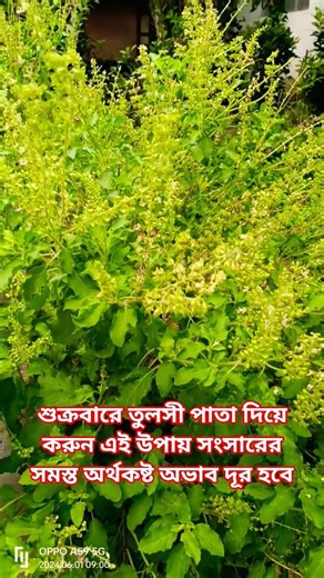 শুক্রবারে তুলসী পাতা দিয়ে করুন এই উপায় ঘরের সমস্ত অর্থকষ্ট দূর হবে#vastuu #tulshi #টোটকা #krishna