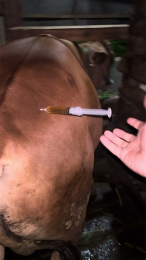 Antibiotic injection in limousine cattle abscess #shots #cow