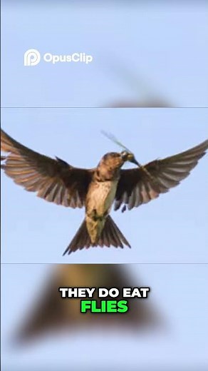 Purple Martins' Diet Bugs, Flies, and More!