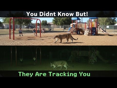Cougars Are Prowling in Suburban Areas | And Wildlife Officials Are Keeping It Quiet #wildlife