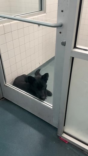 Adopt Shrek: Your Future Best Friend Awaits