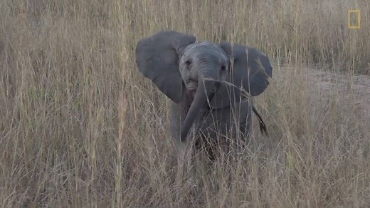 1M views · 647 reactions | With mother in tow, this brave baby elephant was keen to show Tayla who's boss. | Safari Live | Facebook