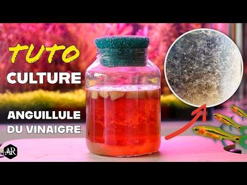 [Tutorial] How to Grow Vinegar Eels