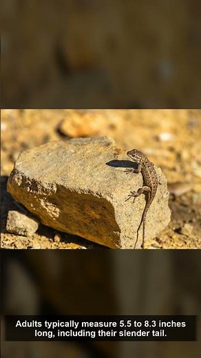 🐍 Western Fence Lizard — Amazing Facts | The Wild America | California
