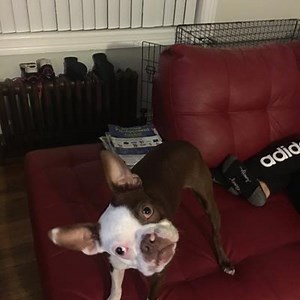 UPDATE (02/22): Wow you guys work quick!! Less than 24 hours after going missing, April is home!!! Thank you all for your hard work in reuniting this little one with her family, you are amazing. PLEASE SHARE! Lost dog! April, a Boston Terrier, was last seen on Wednesday, February 21 in Flushing, Queens, NY. Please call (646) 760-3557 with any info! Follow April's Story here → https://fs.do/b7cLyC | Shadow