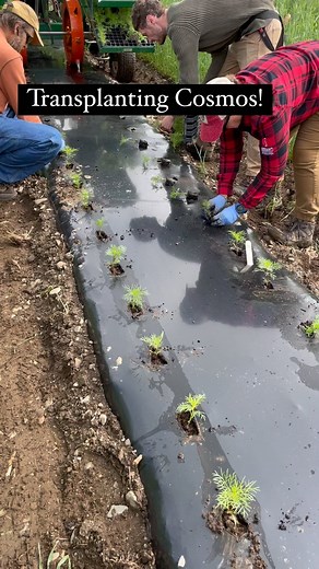 Our farm crew is hard at work transplanting our trials. We just got our cosmos in the ground! What will you be planting this holiday weekend? 🌸💐 #johnnyseeds #bloomwithjohnnys #trials #flowers #cosmos | Johnny's Selected Seeds
