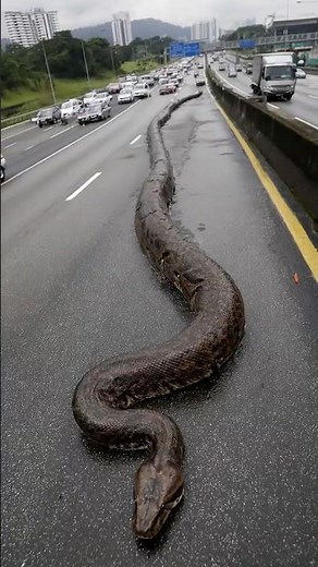 40-Foot Giant Snake Spotted Crossing Malaysian Highway