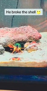 69K views · 469 reactions | - Rex dropped this crab | Mantis Shrimp | Facebook