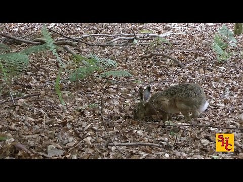 Pest Control with Air Rifles - Squirrels Shooting - Windy in the Woods