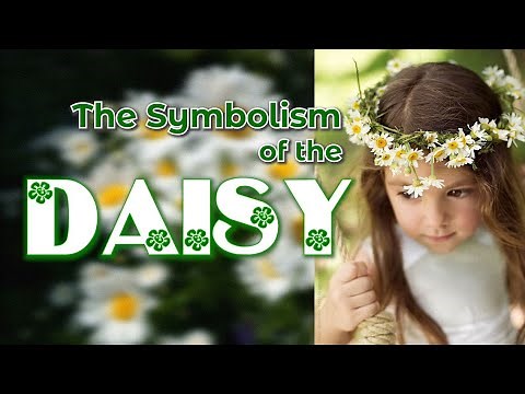 The Symbolism of the Daisy