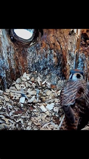 American Kestrels Welcome Fifth And Likely Final Egg Of 2026