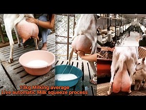 13kg milking goats | biggest saanen milking goats breed farm | Saanen goats milk squeezing process