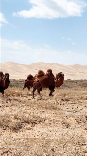 "How Do Camels Survive in the Desert? 🐪 | Smart Survival Explained!"