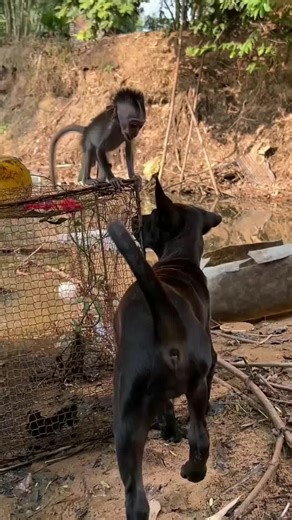 Best​ friend #tiktok #monkey #funny