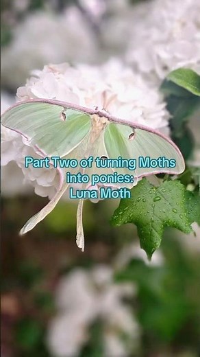 Part two turning moths into ponies: Luna Moth #art #mlp #mylittlepony