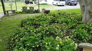 The little garden outside my backdoor is looking beautiful for our special company today. | The Gardener's Workshop