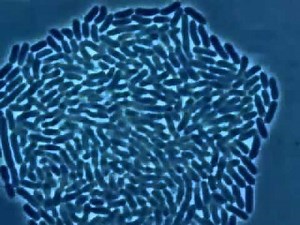 E.coli growth and binary fission