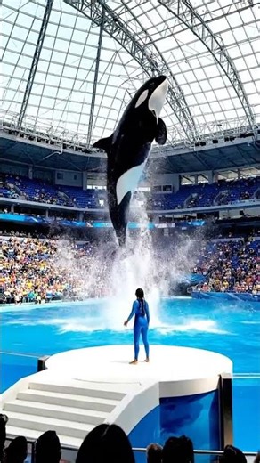 Orca Jumps Out of Pool!