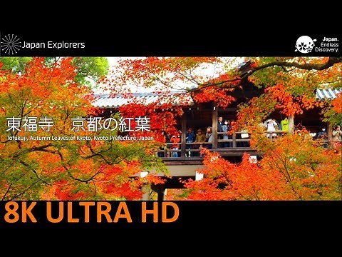 東福寺 京都の紅葉 Tofukuji, Autumn Leaves of Kyoto [8K]