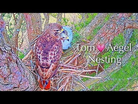 #15🕊Leucistic Red-tailed Hawk Nest／Angel💗Tom／Angel the Leucistic Red-tailed Hawk is back