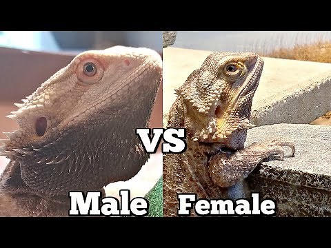 Male VS Female Bearded Dragon Care