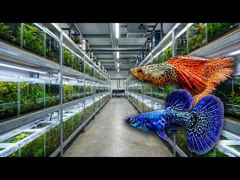 Inside a $10M Guppy Mega Factory: From Fry to Export