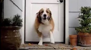 552K views · 18K shares | This may be the best ad EVER! | 3MillionDogs | Facebook