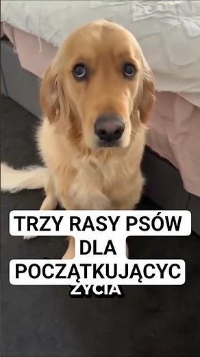 3 rasy psów dla początkujących #labrador #goldenretriever #shitzu #psy #psyrasowe