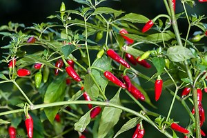 Capsicum annuum - Alchetron, The Free Social Encyclopedia
