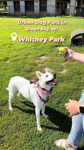 Whitney Park in downtown Green Bay is the perfect spot in the city for your furry friends!🐶🦴❤️ Visit at 800 Main Street, Green Bay, WI. #DowntownGB #DogPark #GreenBay #Wisconsin | Downtown Green Bay, Inc.