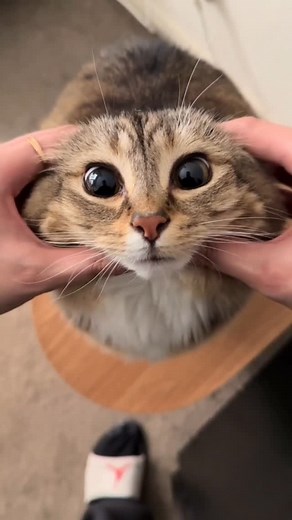 Luna is car on Instagram: "Lately, Mom and Dad have been arguing… All because my little sister Mickey’s poop smells way too bad! Neither of them wanted to scoop the litter. Thankfully, Dad just bought a @petsnowy_official automatic litter box — Now Mom and Dad don‘t fight over this anymore! Check my bio to purchase for your family #litterbox #selfcleaninglitterbox #automaticlitterbox #petsnowy"