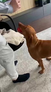 The cutest moments ever you can think of 😊🥰😇 #newborn #baby #dogs #ilovepets | love begins