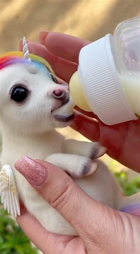 WAIT… This Baby Unicorn Is Called Violeta Unicornio 🦄 #unicorn #viral