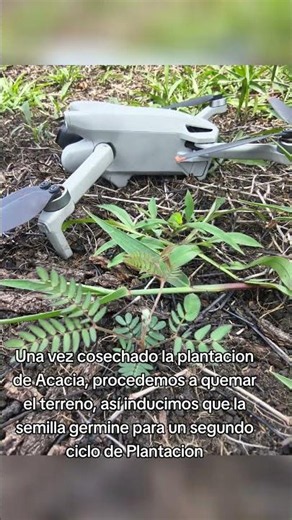 Quema controlada para inducir la germinación de la nueva plantacion de Acacia mangium