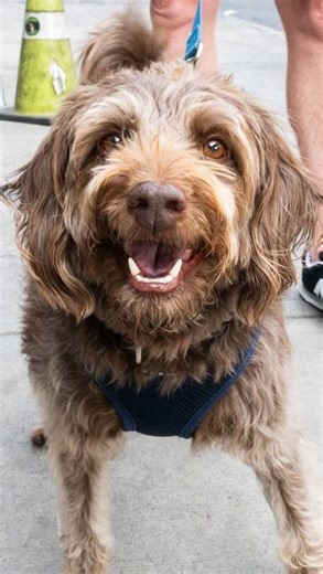 The Dogist on Instagram: "Moe, Labradoodle (7 y/o), Centre & Hamilton Ave., Brooklyn, NY • “He’s from a shelter in New Jersey. It was a backyard breeder who didn’t want puppies anymore, so the shelter took them in at 12 days old and spoon fed them all – him and his seven siblings. We have three daughters, so he’s our son. They all move off to L.A. or Carroll Gardens or somewhere, so we needed another child. We were empty nesters.” A rescue via @newlifeanimalrescue"