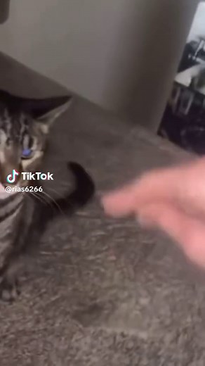 Cat Meme Madness: Hilarious and Cute Compilation