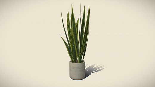 Snake Plant in Pot – Game-Ready 3D Model - Download Free 3D model by CHEN (@aa6112532527)