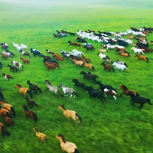 18K views · 758 reactions | Over 300 cattle, horses, sheep, and camels attended a livestock contest on the Xilingol Grassland in Inner Mongolia. #EcoFuture | China Plus Culture | Facebook