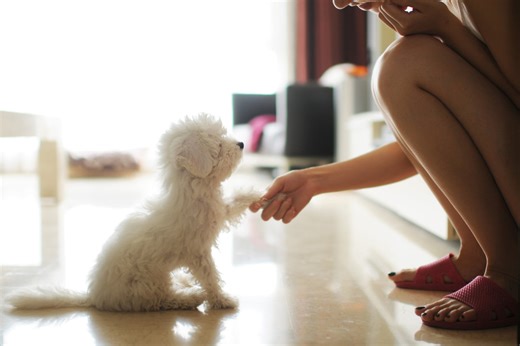 How to Avoid Common Puppy Training Mistakes
