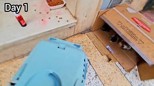 Someone abandoned a mother cat and her newborn kittens in the door of our house! i tried to rescue them | Cute Kittens