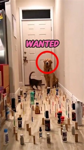 Cat vs Dog Obstacle Test Went VERY Differently 🐱🐶