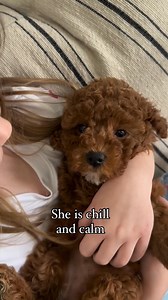 ***Lucky has found her family*** Lucky is super cute! She is an f1b micro Cavapoo estimated to be 6-10 Is full grown. She loves people, is chill and easy going, playful, independent and confident! #cavapoo #cavapoopuppy #cavapoos_of_instagram #puppy #micro | Cavapoo puppies for adoption available near me | Facebook