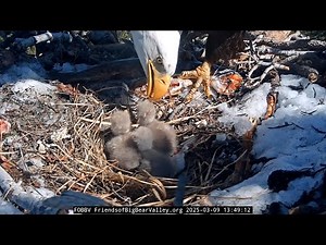 3-9-2025 All 3 Chicks Are Eating!!