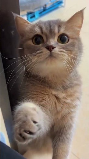Adorable Little Kitten Cuteness Overload 🐾 | Beautiful Baby Cat Moments