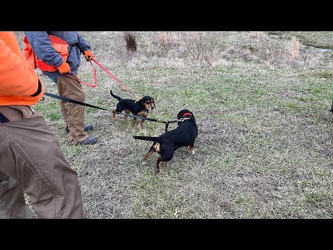 Beagle Field Trial/ 2023 Illinois State Championships