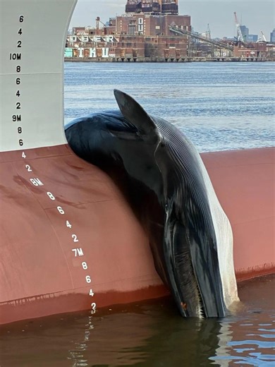 Dead fin whale discovered on bow of ship in New Jersey marine terminal