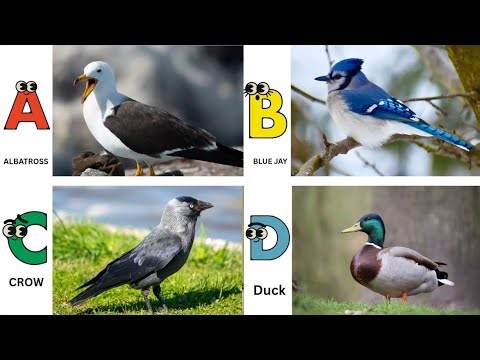 Birds Alphabet Song | ABC Safari Animals 18TH2860 | Nursery Rhyme for Kids | FT Kids Show