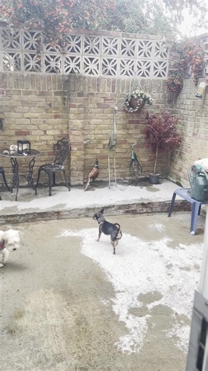 Kiskadee’s first experience of Snow in 🇬🇧 but it did not settle ☺️