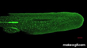 Zebrafish lateral line migration on Make a GIF
