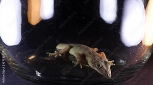 Common House Gecko, inside a jar, Hemidactylus frenatus, cinematic lighting, slowly breathing black ground